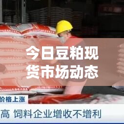 今日豆粕现货市场动态，最新消息、价格走势与影响因素深度解析