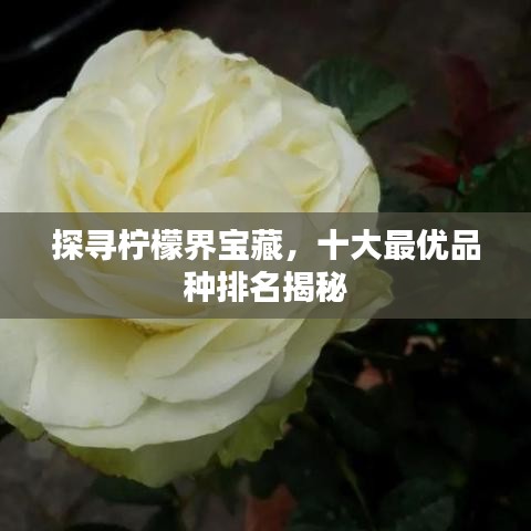 探寻柠檬界宝藏，十大最优品种排名揭秘