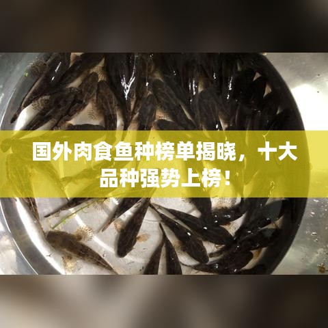 国外肉食鱼种榜单揭晓,十大品种强势上榜!