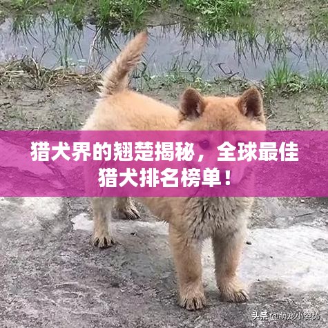 猎犬界的翘楚揭秘,全球最佳猎犬排名榜单!