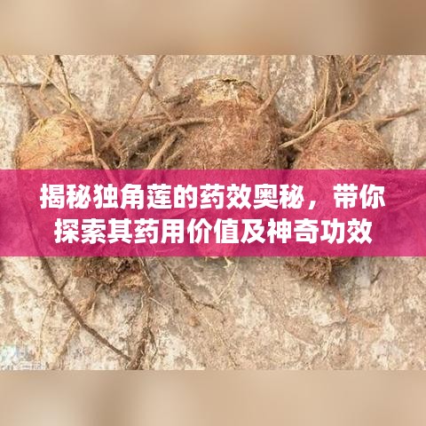 揭秘独角莲的药效奥秘，带你探索其药用价值及神奇功效