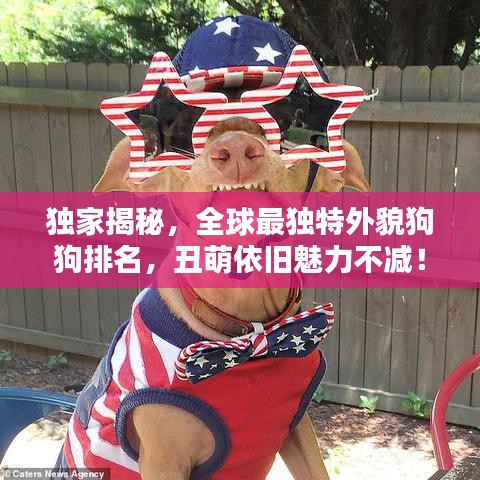 独家揭秘,全球最独特外貌狗狗排名,丑萌依旧魅力不减!