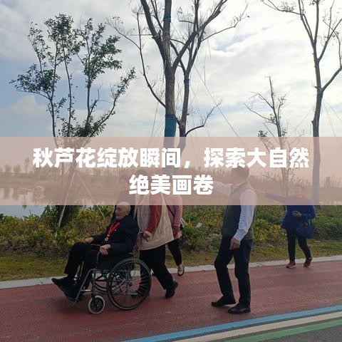 秋芦花绽放瞬间,探索大自然绝美画卷