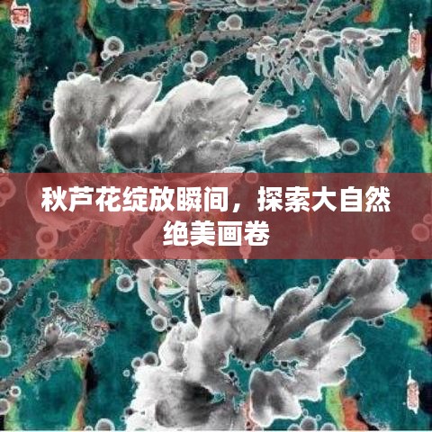 秋芦花绽放瞬间,探索大自然绝美画卷