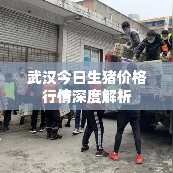 武汉今日生猪价格行情深度解析