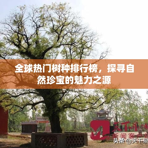 全球热门树种排行榜，探寻自然珍宝的魅力之源