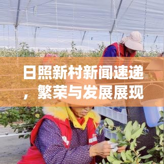 日照新村新闻速递，繁荣与发展展现新面貌