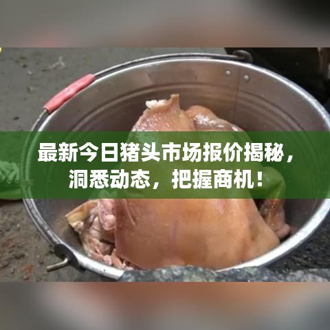 最新今日猪头市场报价揭秘，洞悉动态，把握商机！