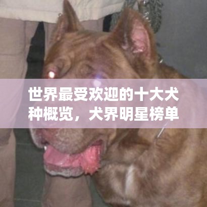世界最受欢迎的十大犬种概览，犬界明星榜单