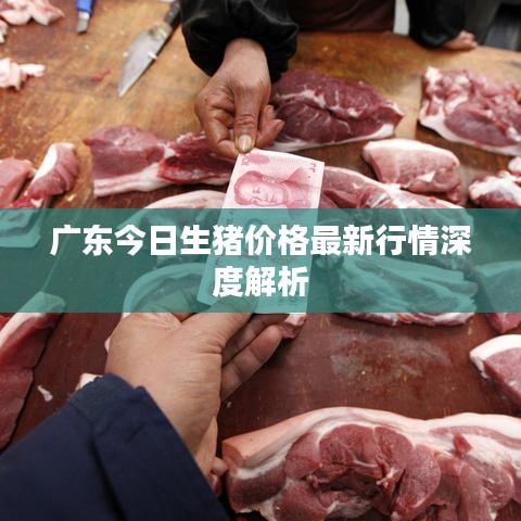 广东今日生猪价格最新行情深度解析