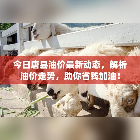 今日唐县油价最新动态，解析油价走势，助你省钱加油！
