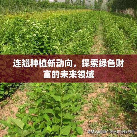 连翘种植新动向，探索绿色财富的未来领域