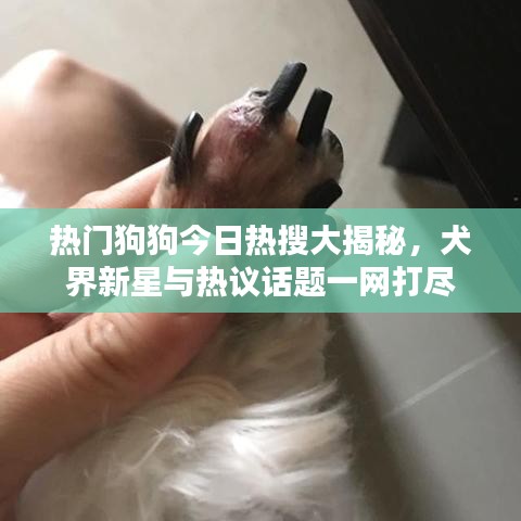 热门狗狗今日热搜大揭秘，犬界新星与热议话题一网打尽