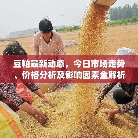 豆粕最新动态，今日市场走势、价格分析及影响因素全解析
