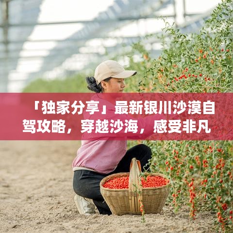 「独家分享」最新银川沙漠自驾攻略，穿越沙海，感受非凡之旅体验