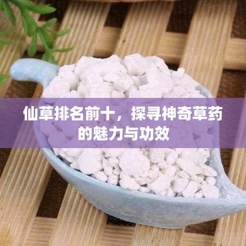 仙草排名前十，探寻神奇草药的魅力与功效