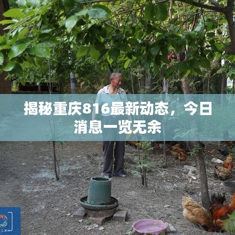 揭秘重庆816最新动态，今日消息一览无余