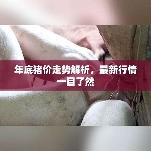 年底猪价走势解析，最新行情一目了然