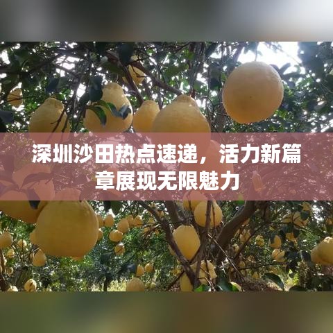 深圳沙田热点速递，活力新篇章展现无限魅力