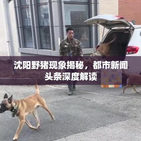 沈阳野猪现象揭秘，都市新闻头条深度解读