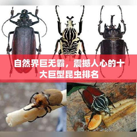 自然界巨无霸，震撼人心的十大巨型昆虫排名