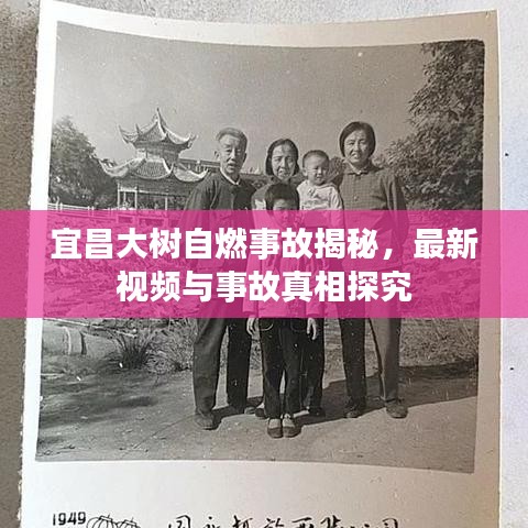 宜昌大树自燃事故揭秘，最新视频与事故真相探究