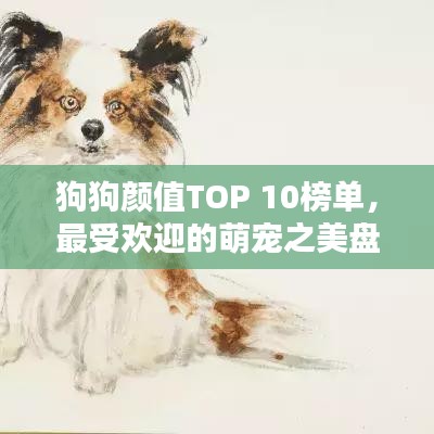 狗狗颜值TOP 10榜单，最受欢迎的萌宠之美盘点