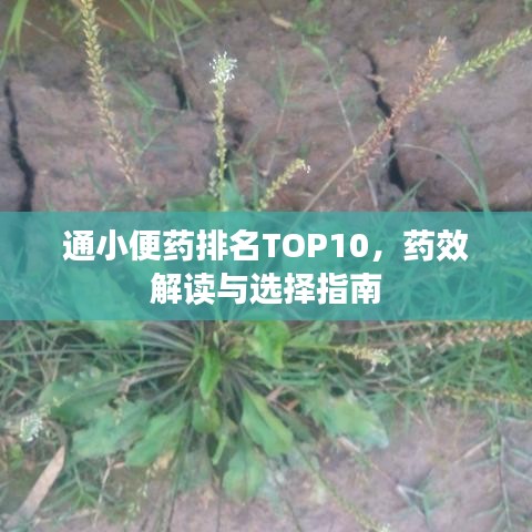 通小便药排名TOP10，药效解读与选择指南