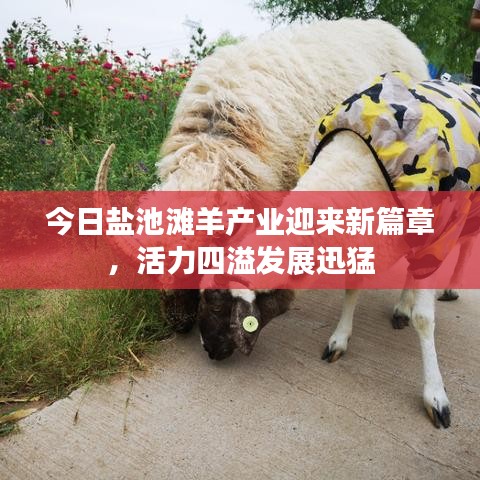 今日盐池滩羊产业迎来新篇章，活力四溢发展迅猛