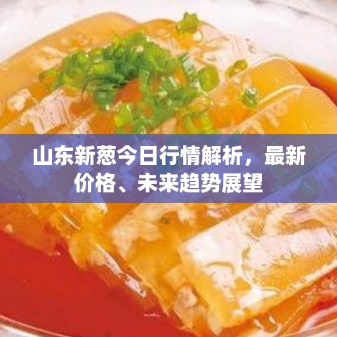 山东新葱今日行情解析，最新价格、未来趋势展望