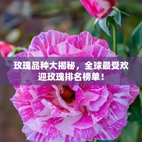 玫瑰品种大揭秘，全球最受欢迎玫瑰排名榜单！