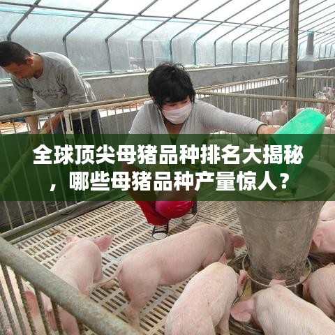 全球顶尖母猪品种排名大揭秘，哪些母猪品种产量惊人？