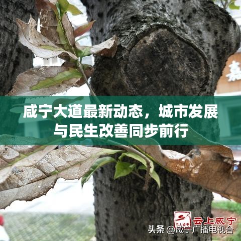 咸宁大道最新动态，城市发展与民生改善同步前行