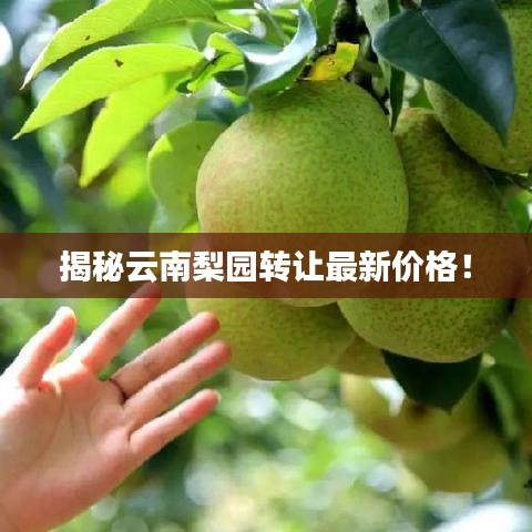 揭秘云南梨园转让最新价格！