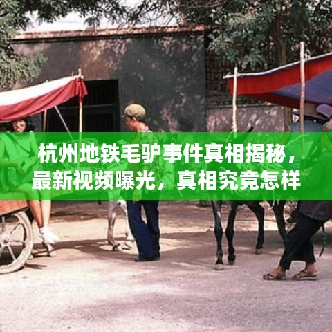 杭州地铁毛驴事件真相揭秘，最新视频曝光，真相究竟怎样？