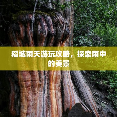 稻城雨天游玩攻略，探索雨中的美景