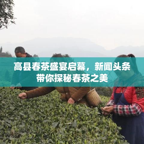 高县春茶盛宴启幕，新闻头条带你探秘春茶之美