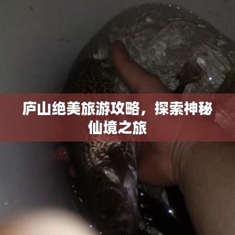 庐山绝美旅游攻略，探索神秘仙境之旅