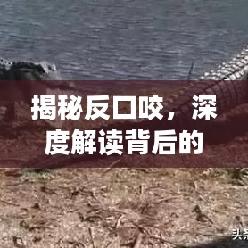 揭秘反口咬，深度解读背后的含义与现象