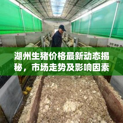 湖州生猪价格最新动态揭秘,市场走势及影响因素深度解析