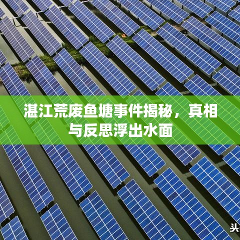 湛江荒废鱼塘事件揭秘，真相与反思浮出水面