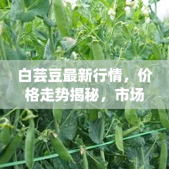 白芸豆最新行情,价格走势揭秘,市场趋势及影响因素深度剖析