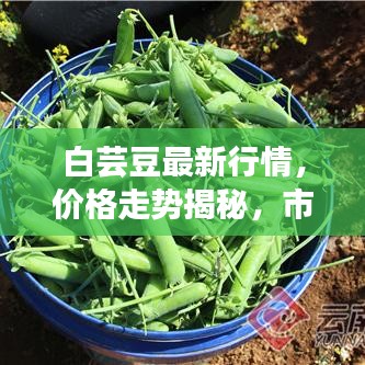 白芸豆最新行情,价格走势揭秘,市场趋势及影响因素深度剖析