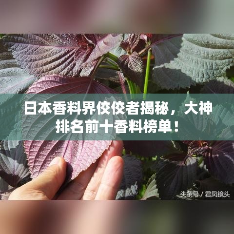 日本香料界佼佼者揭秘，大神排名前十香料榜单！