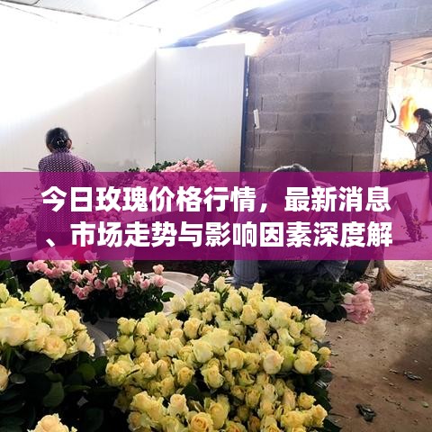 今日玫瑰价格行情，最新消息、市场走势与影响因素深度解析