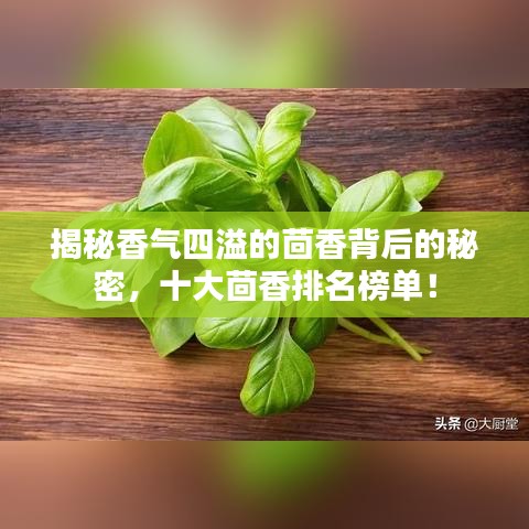 揭秘香气四溢的茴香背后的秘密，十大茴香排名榜单！
