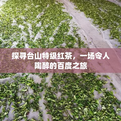 探寻台山特级红茶，一场令人陶醉的百度之旅