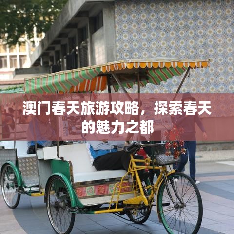 澳门春天旅游攻略，探索春天的魅力之都
