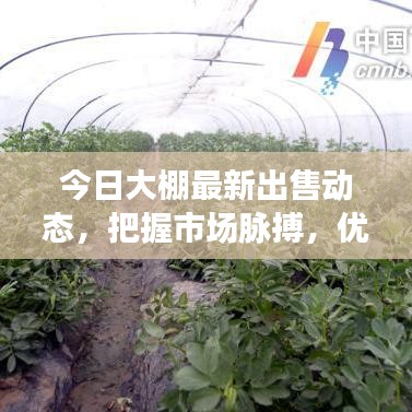 今日大棚最新出售动态，把握市场脉搏，优质选购不容错过
