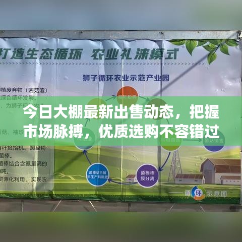 今日大棚最新出售动态,把握市场脉搏,优质选购不容错过